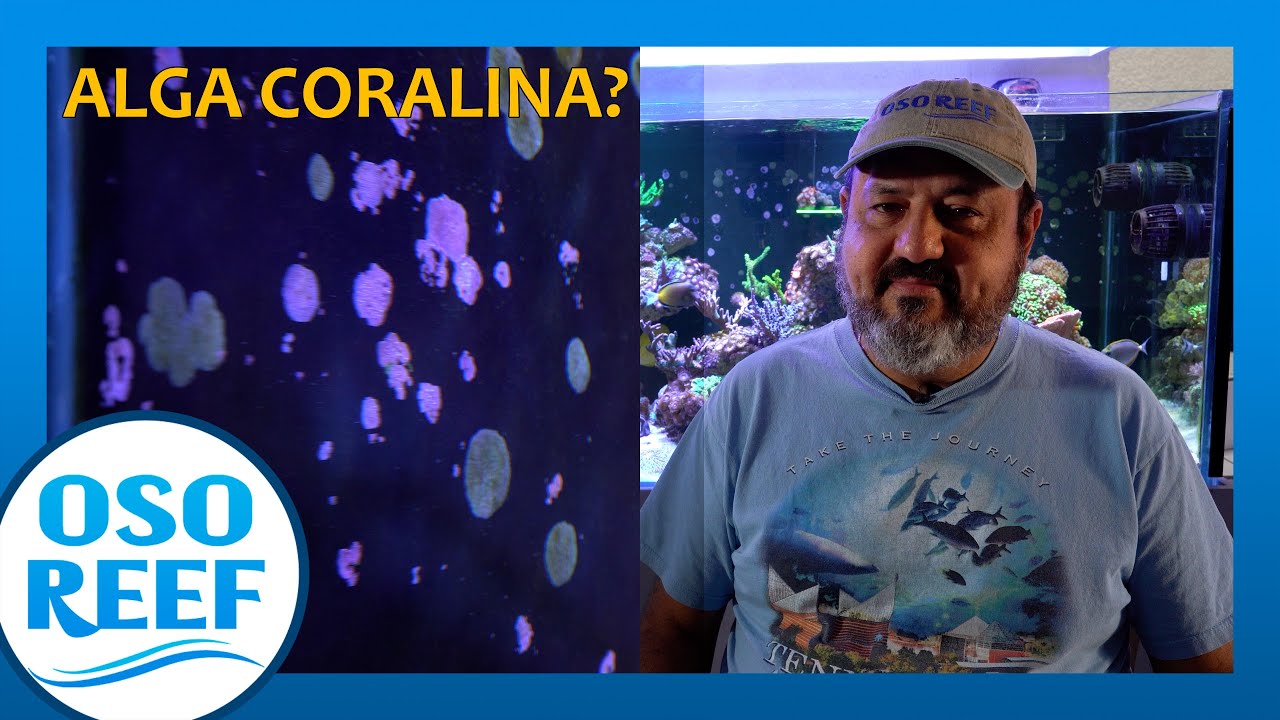 Descubre Todo Sobre El Uso De Alga Coralina En Acuarios Marinos