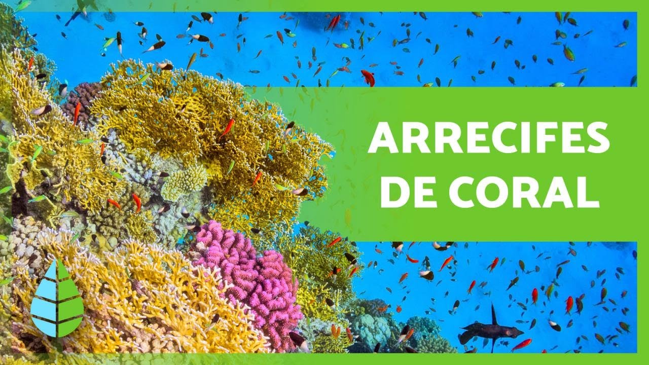 Descubre Todo Lo Que Necesitas Saber Sobre El Coral Que Es En Acuarios